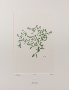 Lepidium flexicaule (Cruciferae) - Tafel 409, Banks