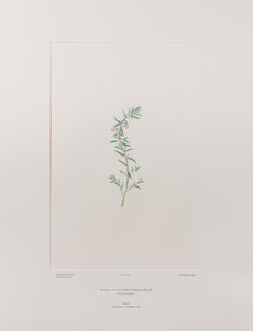 Lythrum junceum (Lythraceae) - Tafel 392, Banks