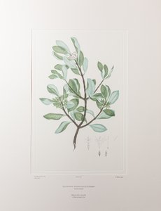Schyphiphora hydrophyllacea (Rubiaceae) - Tafel 148, Banks