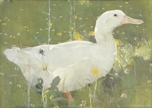 Der weiße Erpel von Joseph Crawhall
