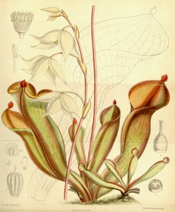 Heliamphora nutans