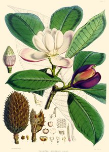 Magnolia hodgsonii, 1855 von Joseph Dalton Hooker