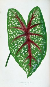 Chantini Caladium Blatt. Botanische Tafel in „Pflanzen mit buntem Laub“