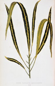 Croton-Blatt variegatum angustifolium. Botanische Tafel in „Pflanzen mit buntem Laub. Sammlung der bemerkenswertesten Arten zur Dekoration von Gärten, Gewächshäusern und Wohnungen, von Edward Joseph Lowe und W. Howard, Mitglieder der Londoner Horticultur