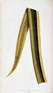 Blatt von Ananassa Sativa Variegata. Botanische Tafel in Die bunten Laubpflanzen