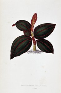 Blatt von Anoectochilus Rubro Venia