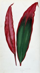 Blatt von Dracaena ferrea versicolor. Botanische Tafel in „Pflanzen mit buntem Laub.