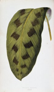 Blatt von Maranta Pardina. Botanische Tafel in „Pflanzen mit buntem Laub. Sammlung der bemerkenswertesten Arten zur Dekoration von Gärten, Gewächshäusern und Wohnungen, von Edward Joseph Lowe und W. Howard, Mitglieder der London Horticulture Society. Aus d