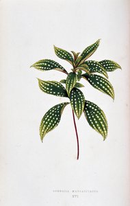 Blatt von Sonerila margaritacea