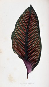 Maranta-Blatt megalis. Botanische Tafel in „Pflanzen mit buntem Laub.
