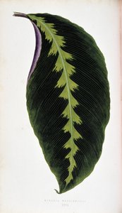 Maranta-Blatt warscewiczil. Botanische Tafel in „Pflanzen mit buntem Laub.