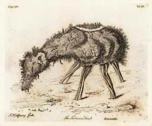 Das Gemüse-Lamm von Tartary von Joseph Halfpenny