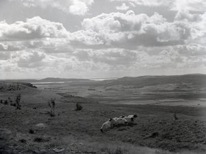 Eine kleine Herde gehörnter Schafe bei Scout Scar von Joseph Hardman