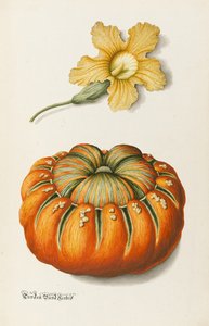 Zucchini und ein Kürbis