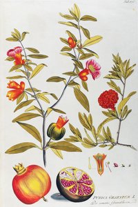 Granatapfel (Punica granatum) aus Icones plantarum medicinalium, Wien