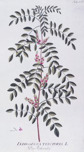 Echter Indigo (Indigofera tinctoria) von Joseph Jacob von Plenck, aus 