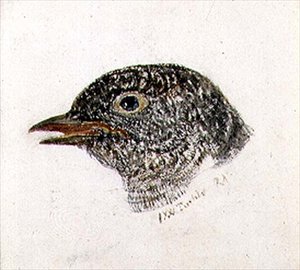 Kuckuck, aus dem Farnley Buch der Vögel, ca. 1816