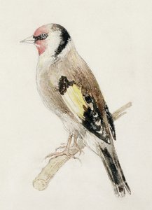 Stieglitz, aus dem Farnley Buch der Vögel, ca. 1816 von Joseph Mallord William Turner