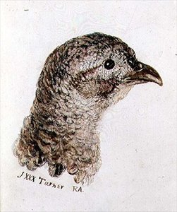 Fasanenhenne, aus dem Farnley Buch der Vögel, ca. 1816