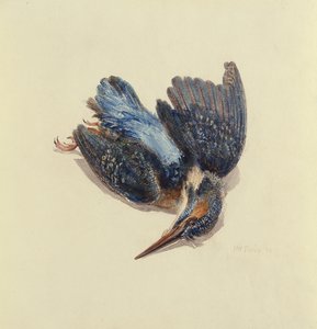 Eisvogel, aus dem Farnley Buch der Vögel, ca. 1816