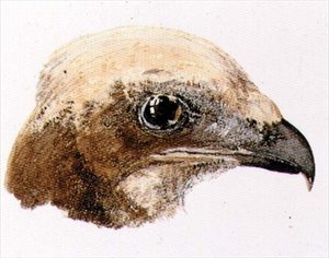 Moorfalke, aus dem Farnley-Buch der Vögel, ca. 1816