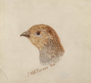 Rebhuhn, aus The Farnley Book of Birds, ca. 1816