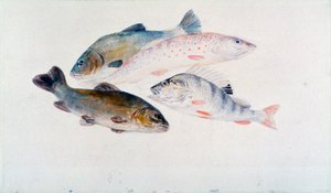 Studie von Fischen: Zwei Schleien, eine Forelle und ein Barsch, ca. 1822-1824