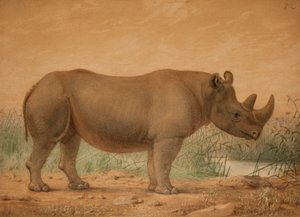 Afrikanisches Nashorn von Joseph Wolf