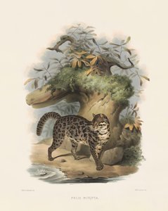 Asiatische Leopardkatze (Felis scripta)