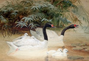Schwarzhalsschwan (Cygnus nigricollis), 1852-54 von Joseph Wolf