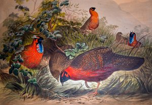 Horned Tragopan, 1861