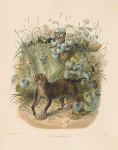 Jaguarundi (Felis jaguarondi) von Joseph Wolf