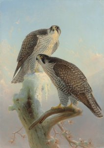 Norwegischer Gerfalke, 1866 von Joseph Wolf