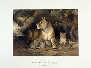 Die afrikanische Löwin, ca. 1880-1883