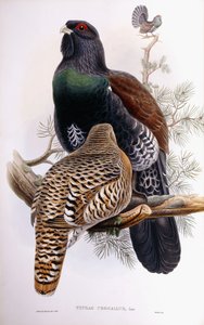 Auerhahn