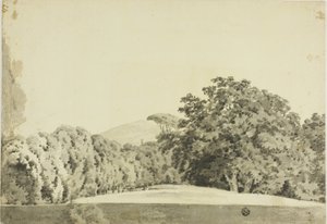Waldlandschaft
