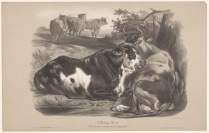 Fünf Kühe auf einer Weide von Joseph Zephyris Gengembre