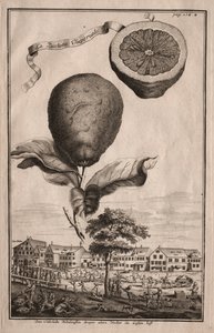 Nürnbergische Hesperides: La Luchetta Imoperiale, 1714