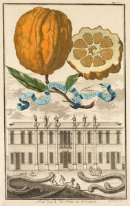 Nürnbergische Hesperides: No185 - Aranzo Striato dolce. Palazzo del N. H. Fonte in Noventa