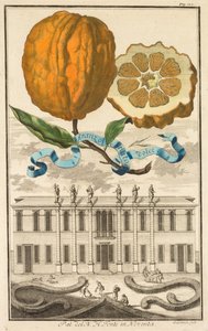 Nürnbergische Hesperides: Nr. 185 - Aranzo Striato dolce. Palazzo del N. H. Fonte in Noventa