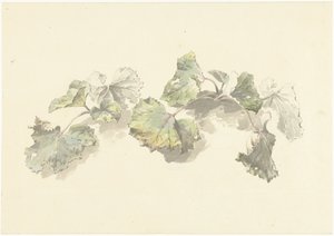 Studie von Blättern von Josephus Augustus Knip