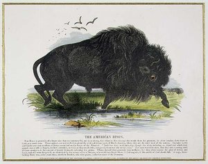Der amerikanische Bison, Bildungsillustration veröffentlicht von der Society for Promoting Christian Knowledge
