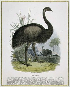 Der Emu, Bildungsillustration veröffentlicht von der Society for Promoting Christian Knowledge von Josiah Wood Whymper