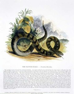 Die Klapperschlange (Crotalus horridus) Bildungstafel, veröffentlicht von der Society for Promoting Christian Knowledge