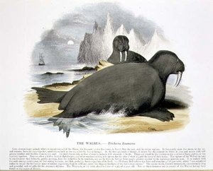 Das Walross (Trichecus rosmarus), pädagogische Illustration veröffentlicht von der Society for Promoting Christian Knowledge