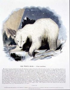 Der weiße Bär (Ursus maritimus)