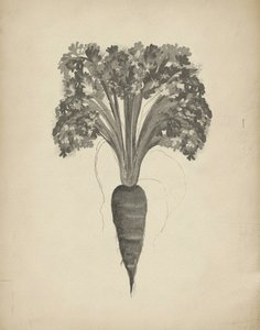Botanische Karottenzeichnung