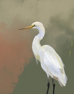 Elegantes Reiherporträt von Josie George