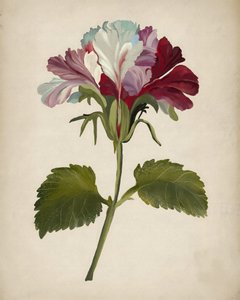 Lebendige Geranienblüte von Josie George
