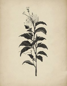 Vintage Botanische Illustration von Josie George